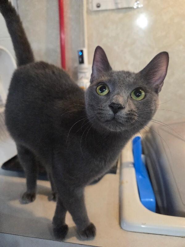 Sarah aka Pebbles, Adoptable, Adult Female Domestic Short Hair.