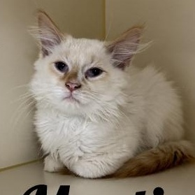 Enlarge Martin, a Adopted mixed breed in Manistee, MI image 1/1