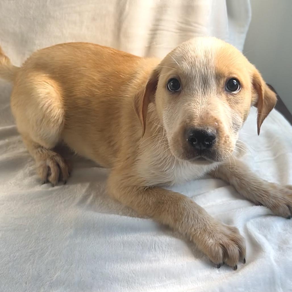 Elmer, Adoptable, Puppy Male Australian Shepherd & Border Collie.
