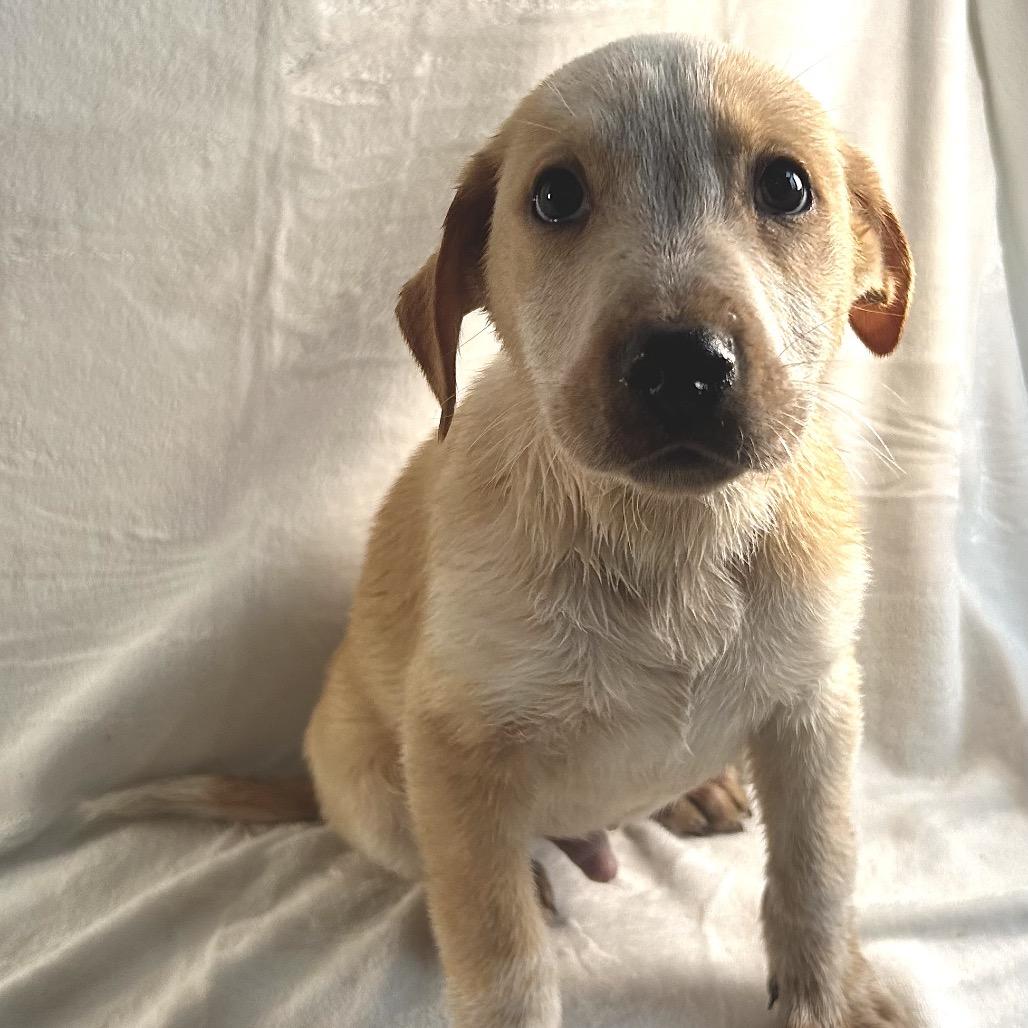 Elmer, a Adoptable mixed breed in Johnson City, TN image 2/3