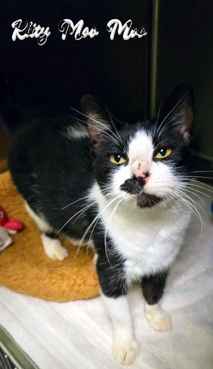 Kitty Moo Moo, Adoptable, Kitten Female Domestic Short Hair & Domestic Short Hair.