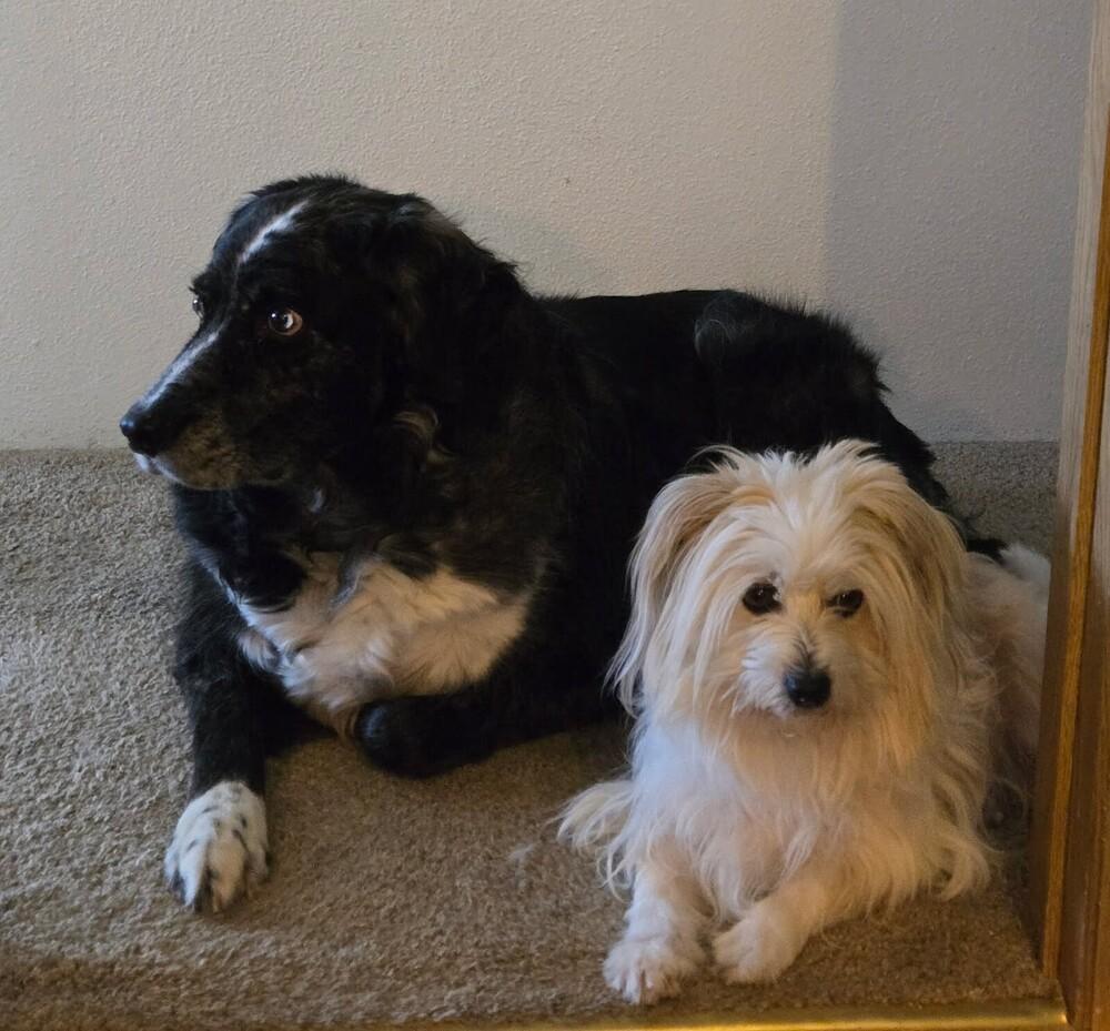 Enlarge Baby, a Adoptable Havanese in Eugene, OR image 1/2