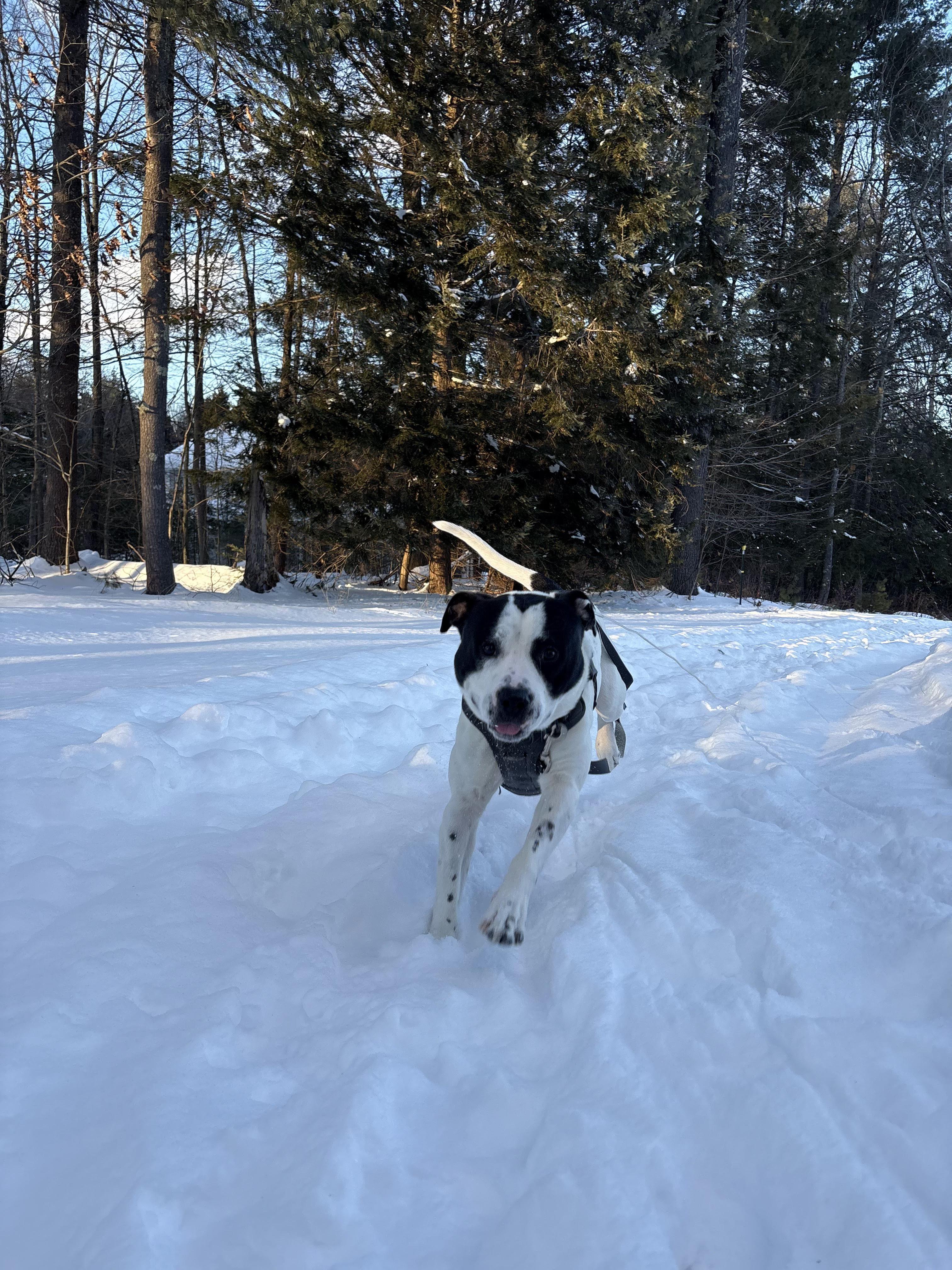 Enlarge Marino, a ADOPTABLE mixed breed in New Boston, NH image 4/5