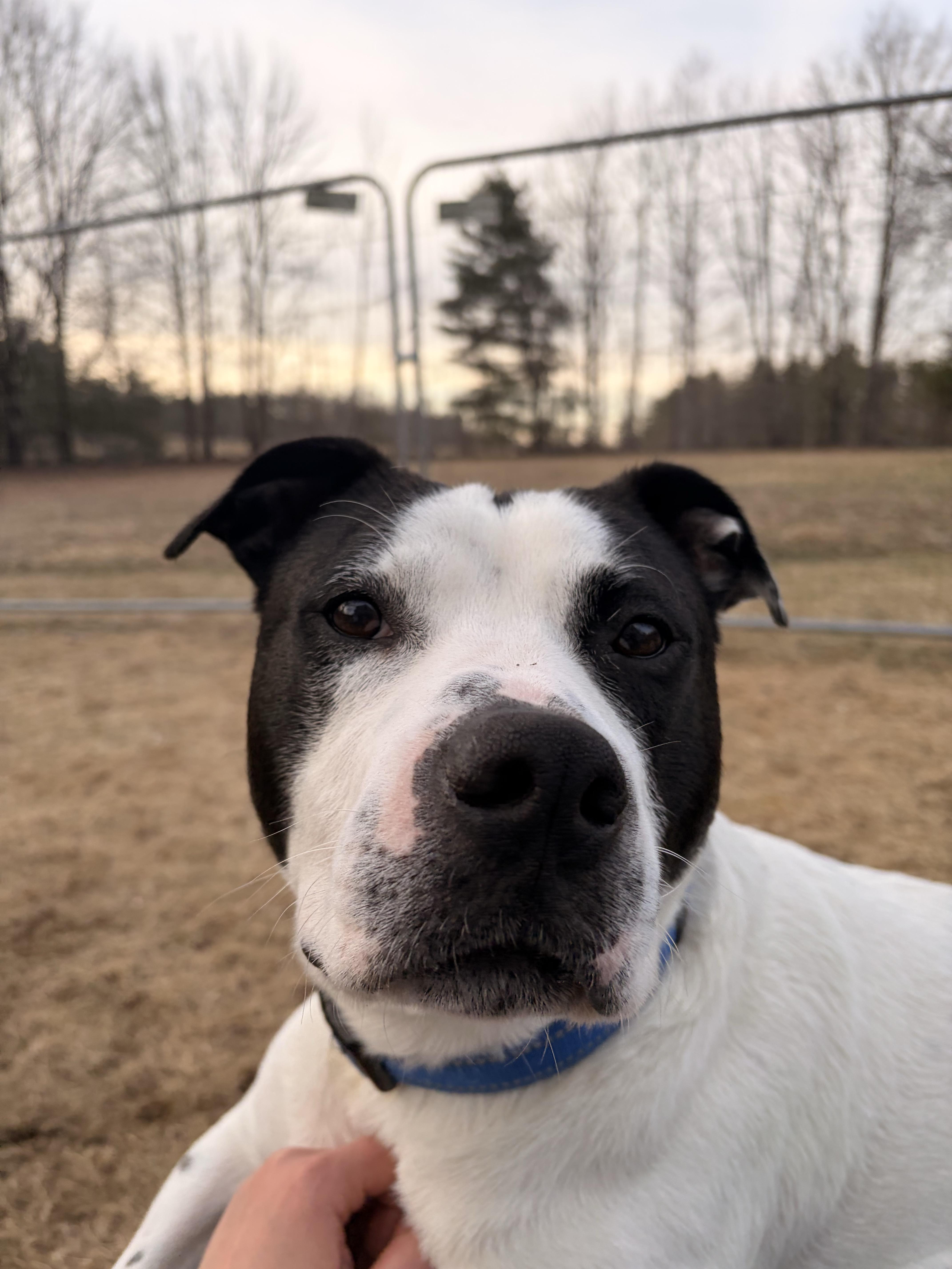 Enlarge Marino, a ADOPTABLE mixed breed in New Boston, NH image 2/5