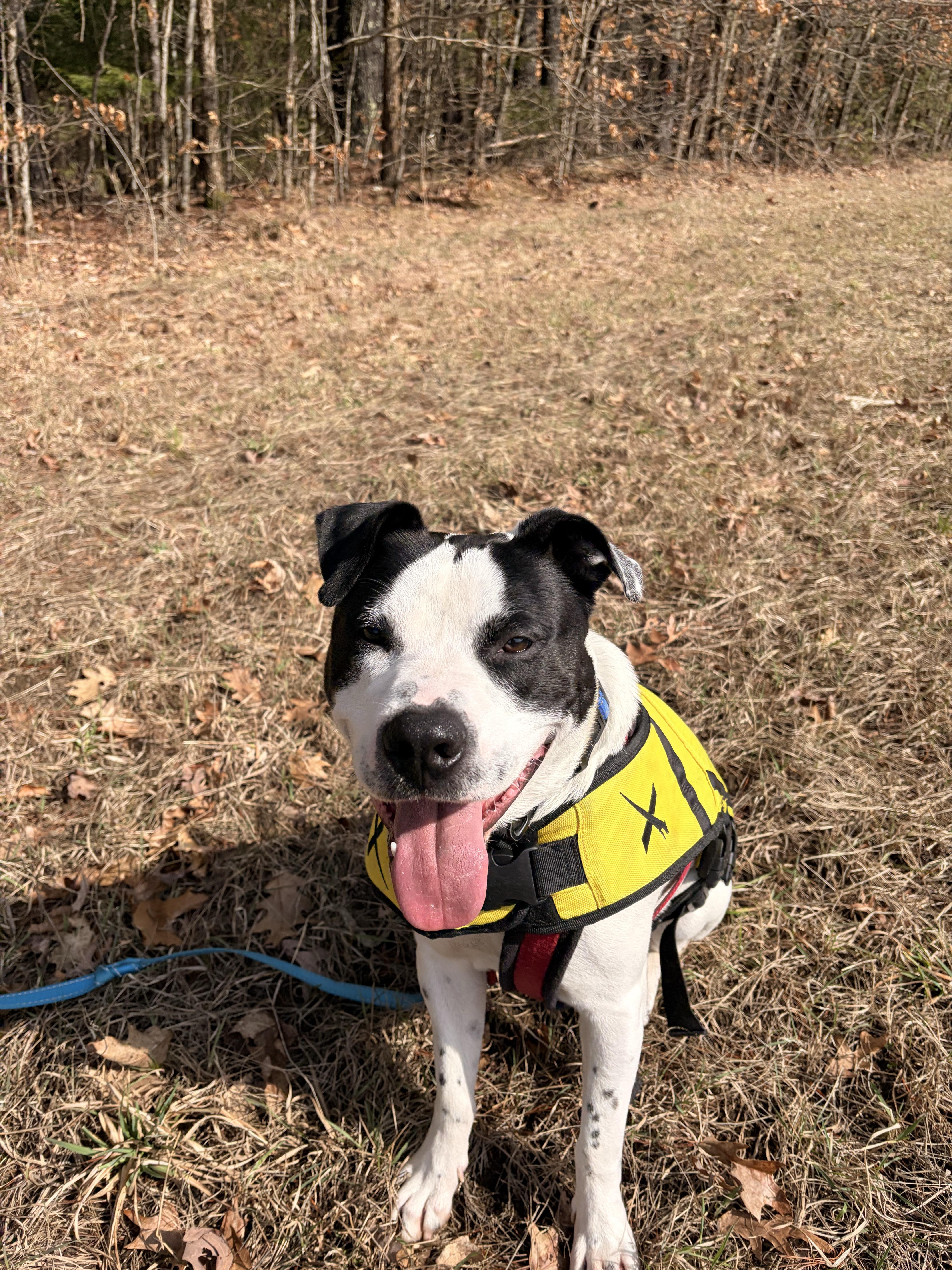 Enlarge Marino, a ADOPTABLE mixed breed in New Boston, NH image 1/5