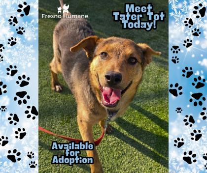 Enlarge Tater Tot, a Adoptable mixed breed in Fresno, CA image 1/3