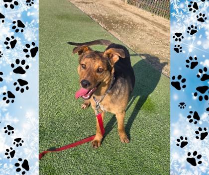 Enlarge Tater Tot, a Adoptable mixed breed in Fresno, CA image 2/3