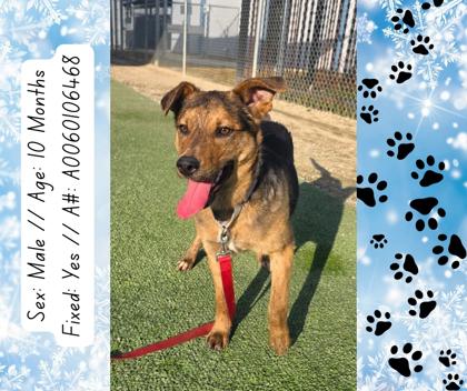 Enlarge Tater Tot, a Adoptable mixed breed in Fresno, CA image 3/3