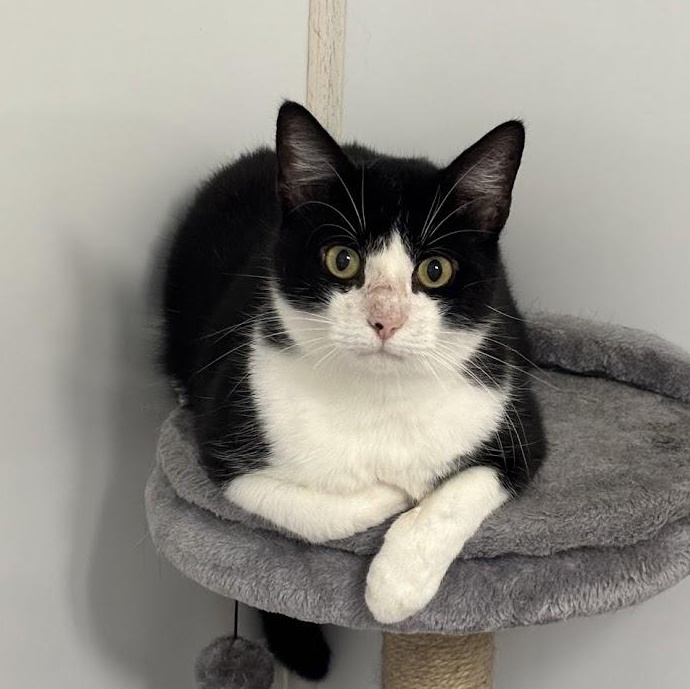 Chunk, adoptable, Adult Male Domestic Short Hair.