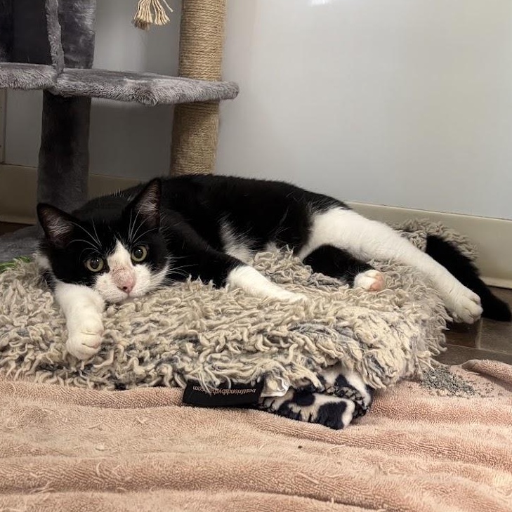 Enlarge Chunk, an adoptable Domestic Short Hair in Queenstown, MD image 6/6