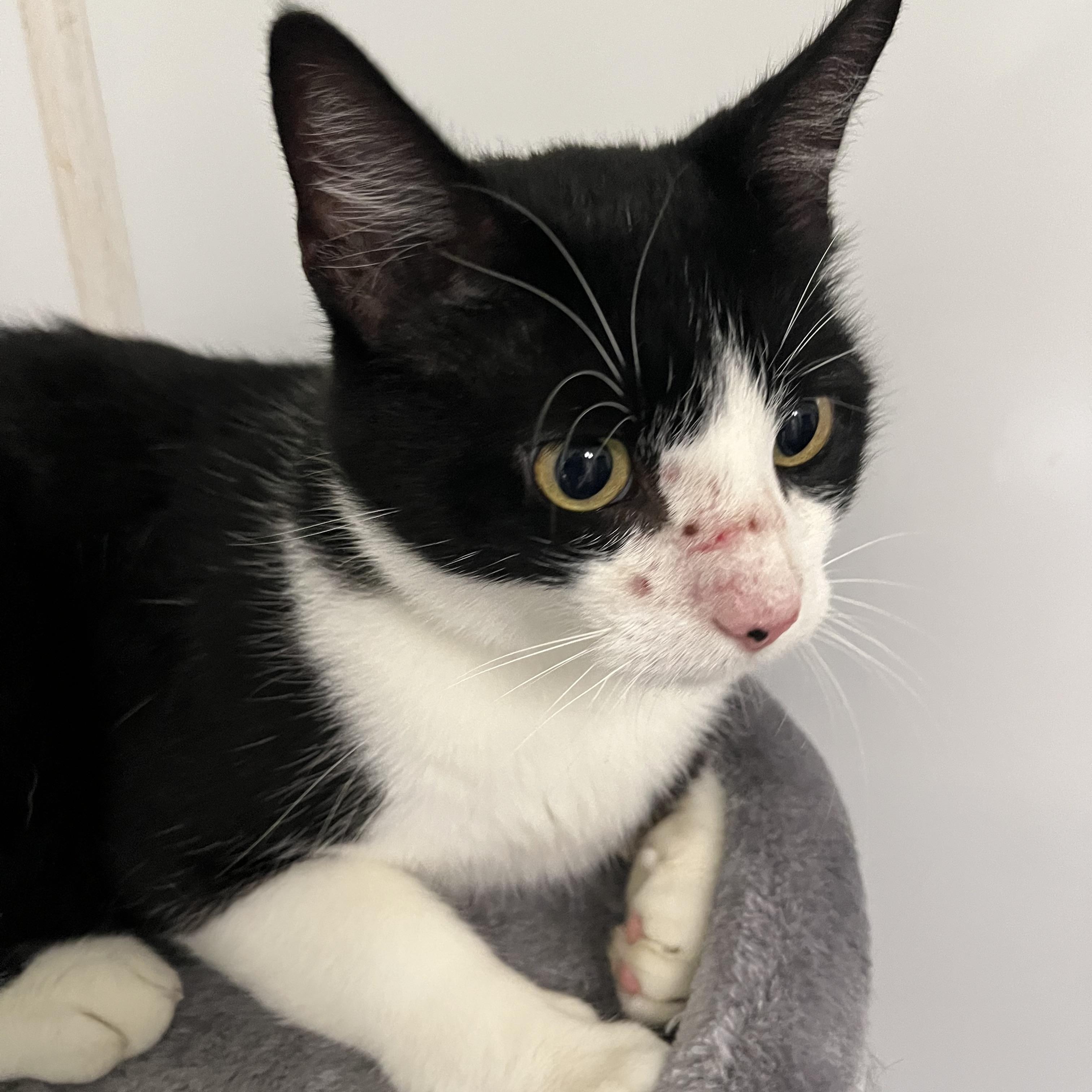 Enlarge Chunk, an adoptable Domestic Short Hair in Queenstown, MD image 2/6