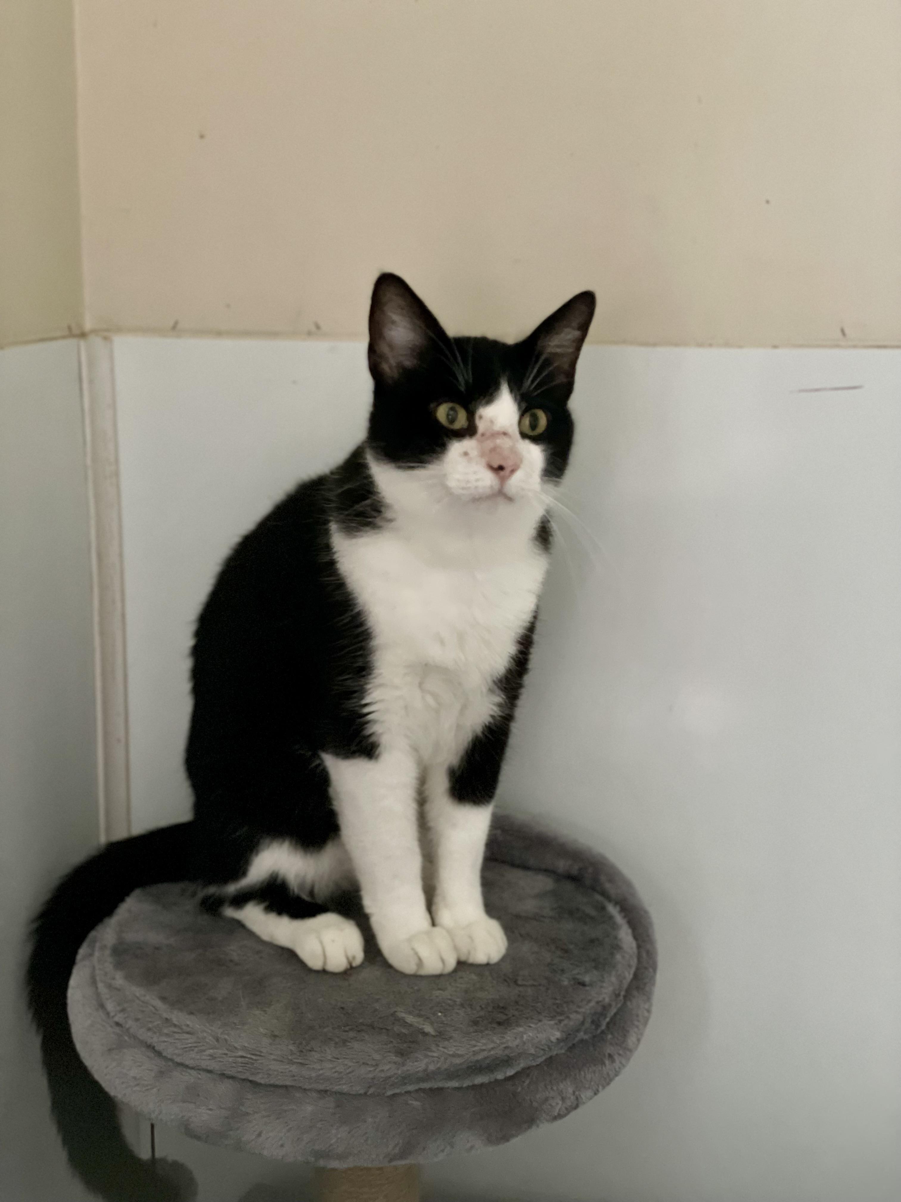 Enlarge Chunk, an adoptable Domestic Short Hair in Queenstown, MD image 4/6