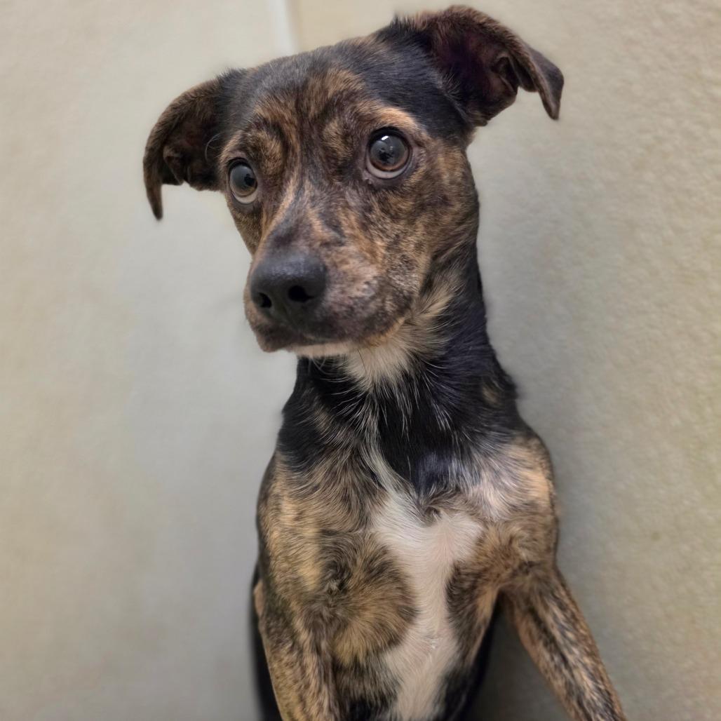 Bronson - City of Industry Location, Adoptable, Adult Male Terrier & Dachshund.