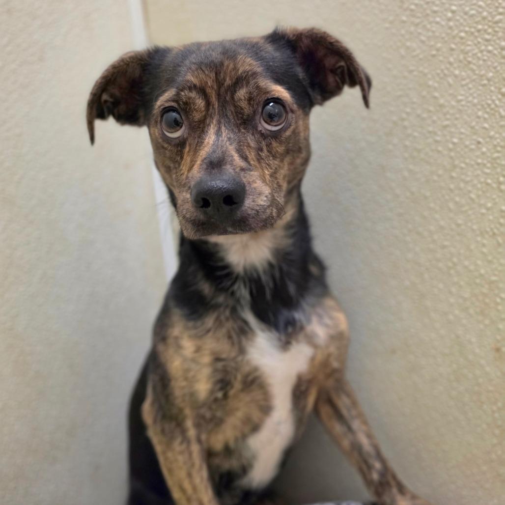 Enlarge Bronson - City of Industry Location, a Adoptable mixed breed in Chino Hills, CA image 2/6