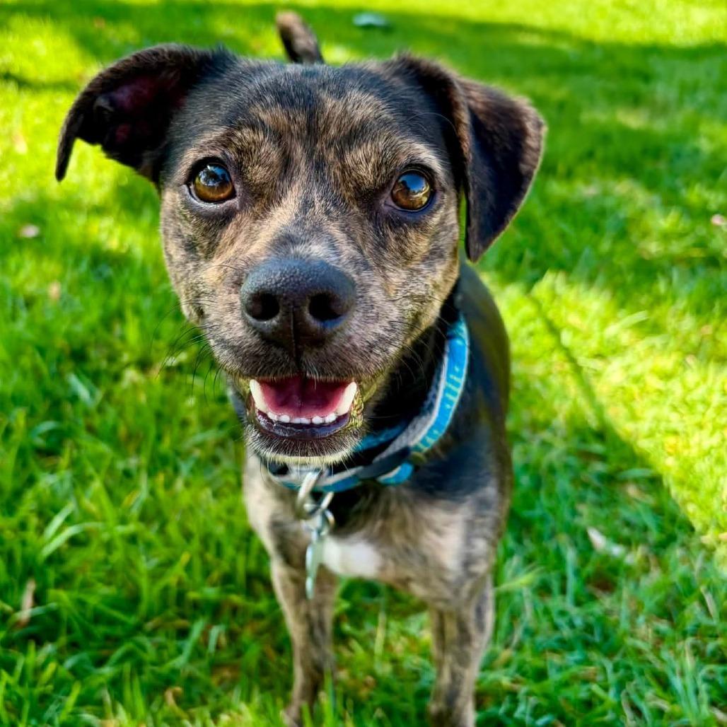 Enlarge Bronson - City of Industry Location, a Adoptable mixed breed in Chino Hills, CA image 3/6