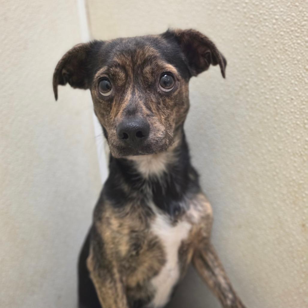Enlarge Bronson - City of Industry Location, a Adoptable mixed breed in Chino Hills, CA image 4/6
