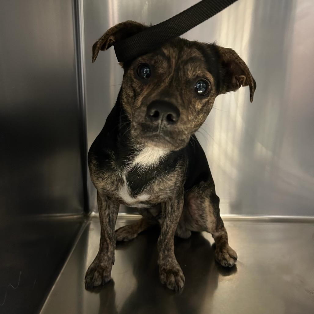 Enlarge Bronson - City of Industry Location, a Adoptable mixed breed in Chino Hills, CA image 5/6