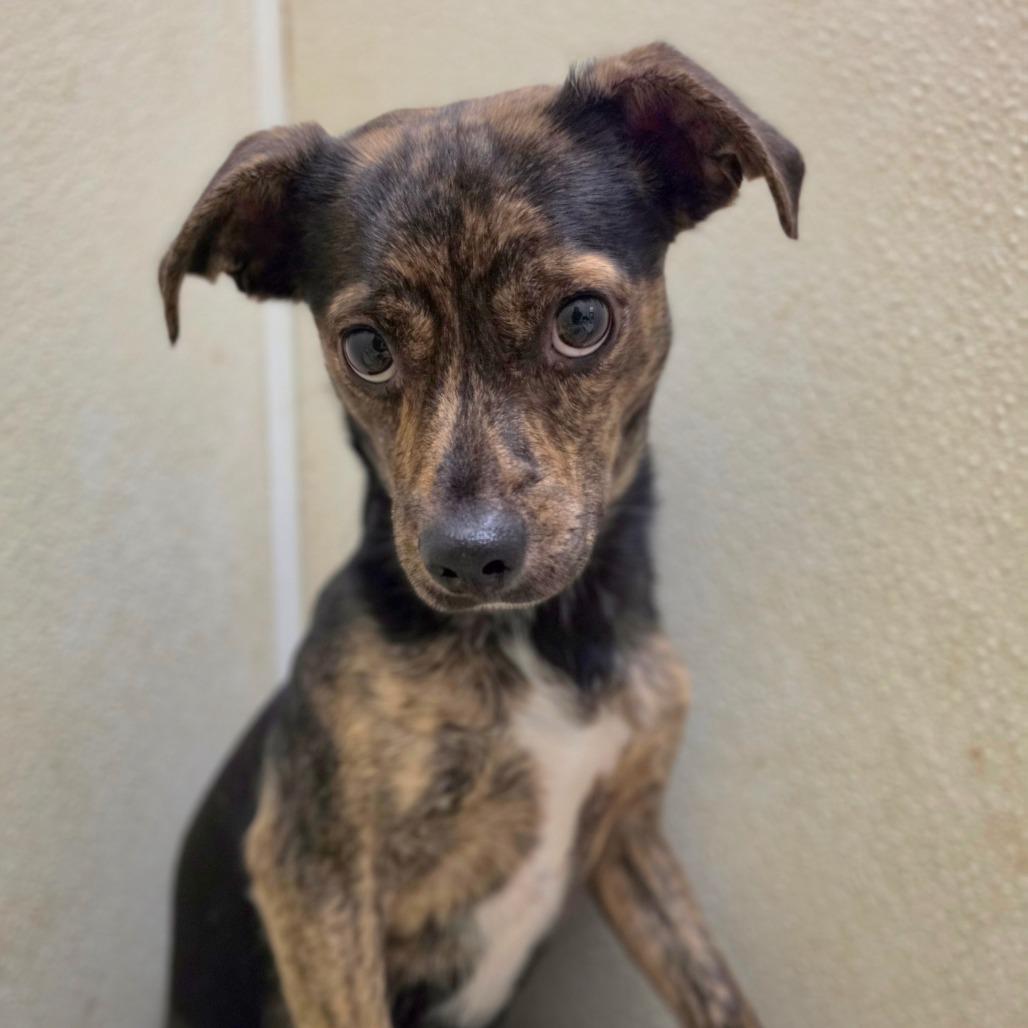 Enlarge Bronson - City of Industry Location, a Adoptable mixed breed in Chino Hills, CA image 6/6