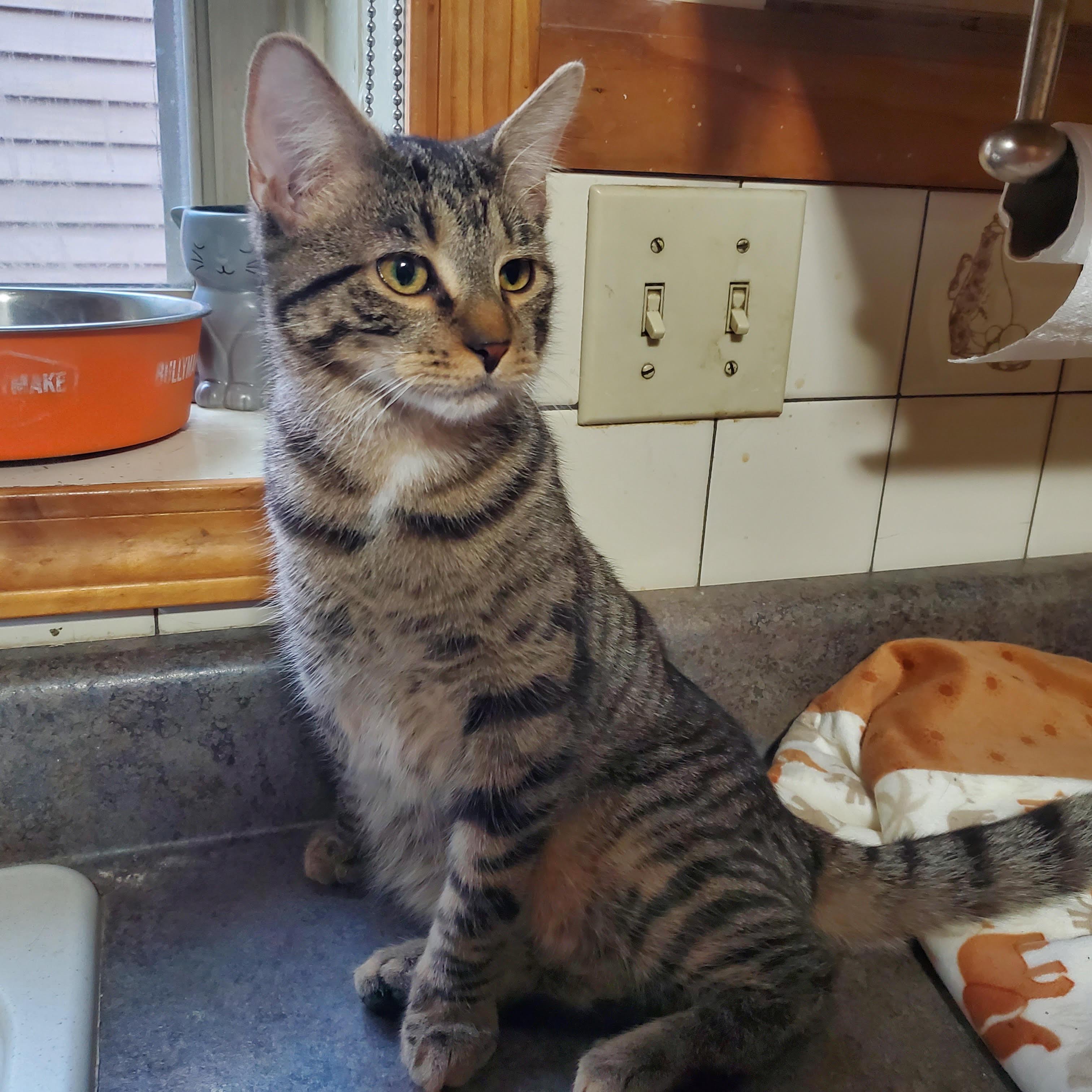 Enlarge Freddy, a ADOPTABLE Domestic Short Hair in Roachdale, IN image 1/1