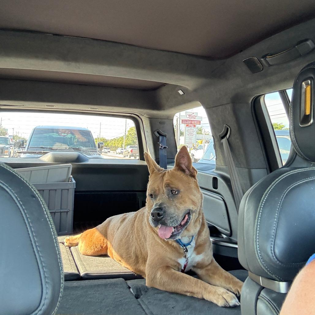 Cyrus, Adoptable, Senior Male Mixed Breed.