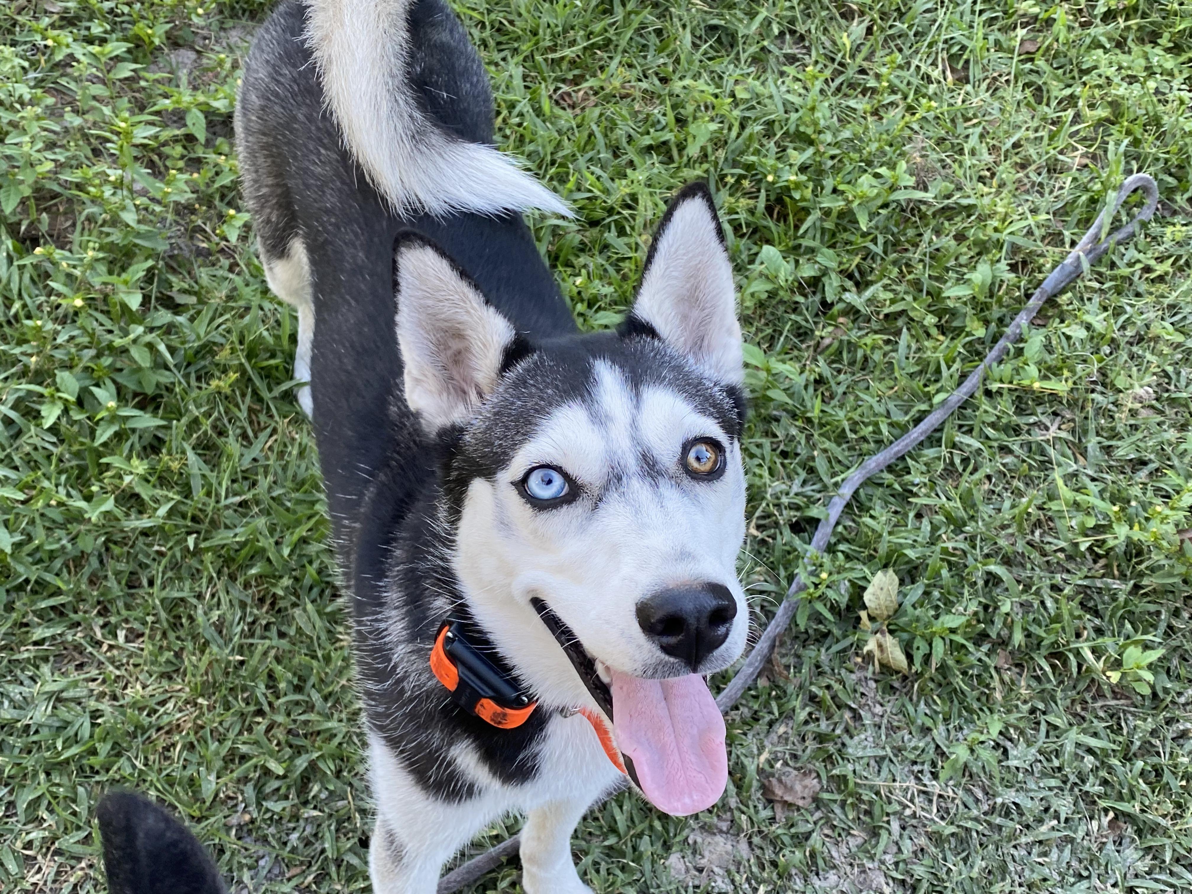 Bella
