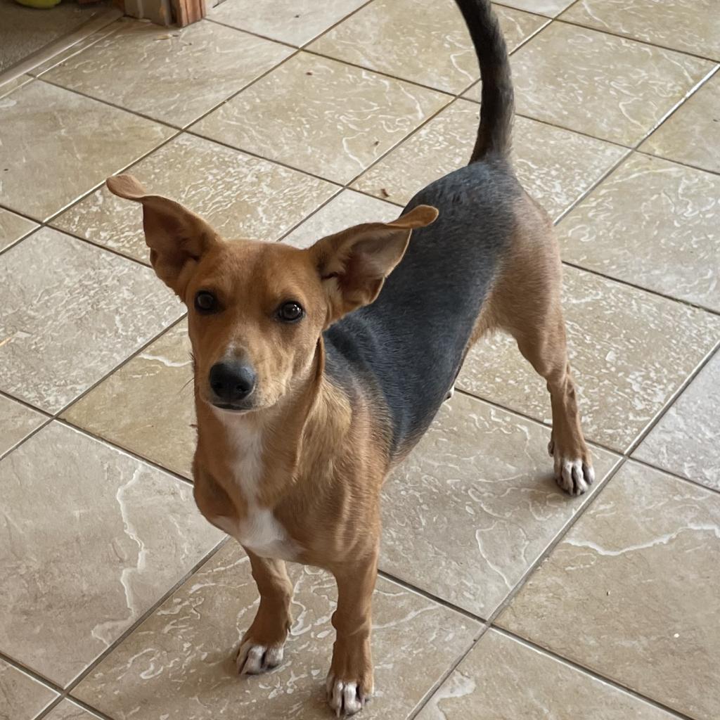 Spock, Adoptable, Adult Male Terrier & Mixed Breed.