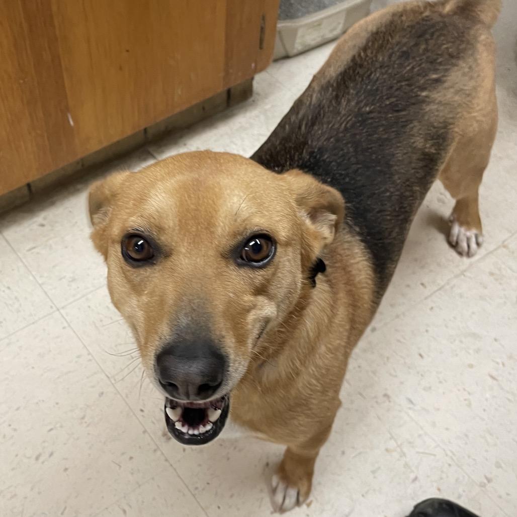 Spock, a Adoptable mixed breed in Green Forest, AR image 3/4