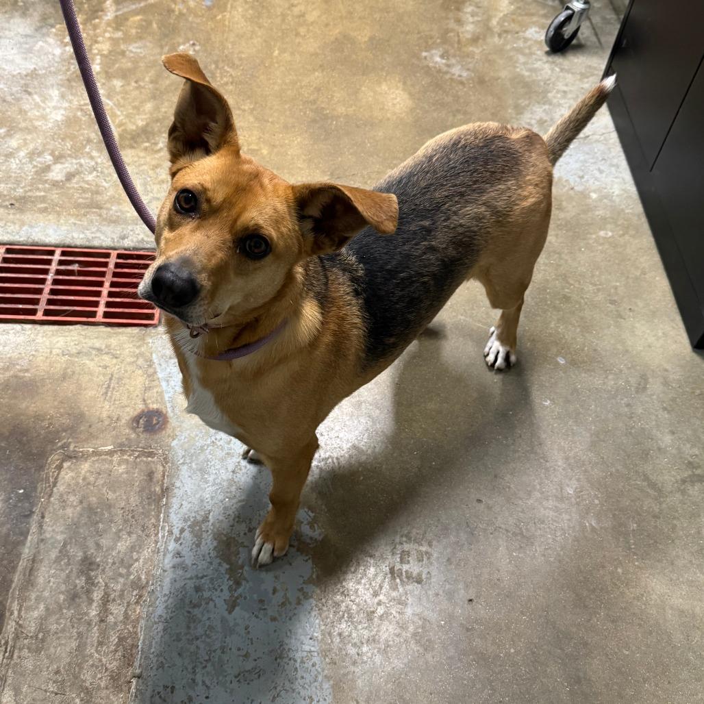Spock, a Adoptable mixed breed in Green Forest, AR image 4/4