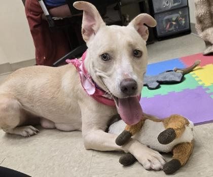 Enlarge Winter, a Adoptable Mixed Breed in Hamilton, OH image 3/3