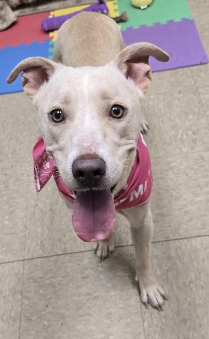 Enlarge Winter, a Adoptable Mixed Breed in Hamilton, OH image 2/3