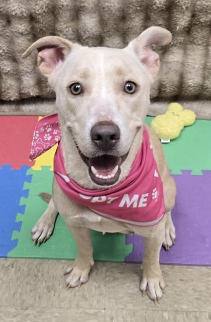 Enlarge Winter, a Adoptable Mixed Breed in Hamilton, OH image 1/3