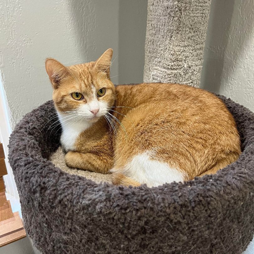 Sol, Adoptable, Adult Female Domestic Short Hair.