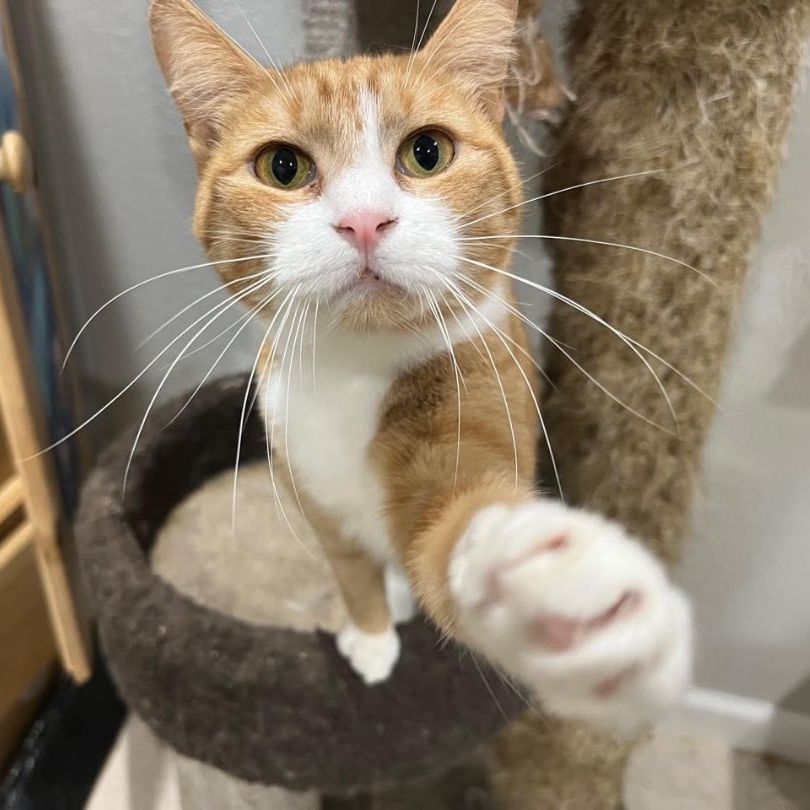 Enlarge Sol, a Adoptable Domestic Short Hair in Pembroke Pines, FL image 2/14