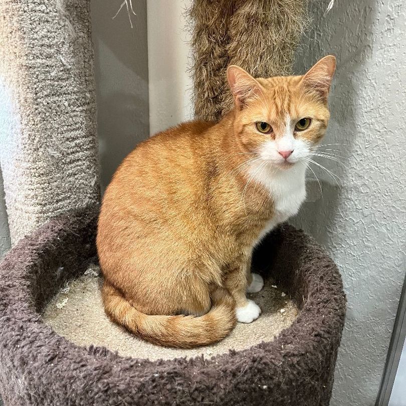 Enlarge Sol, a Adoptable Domestic Short Hair in Pembroke Pines, FL image 3/14