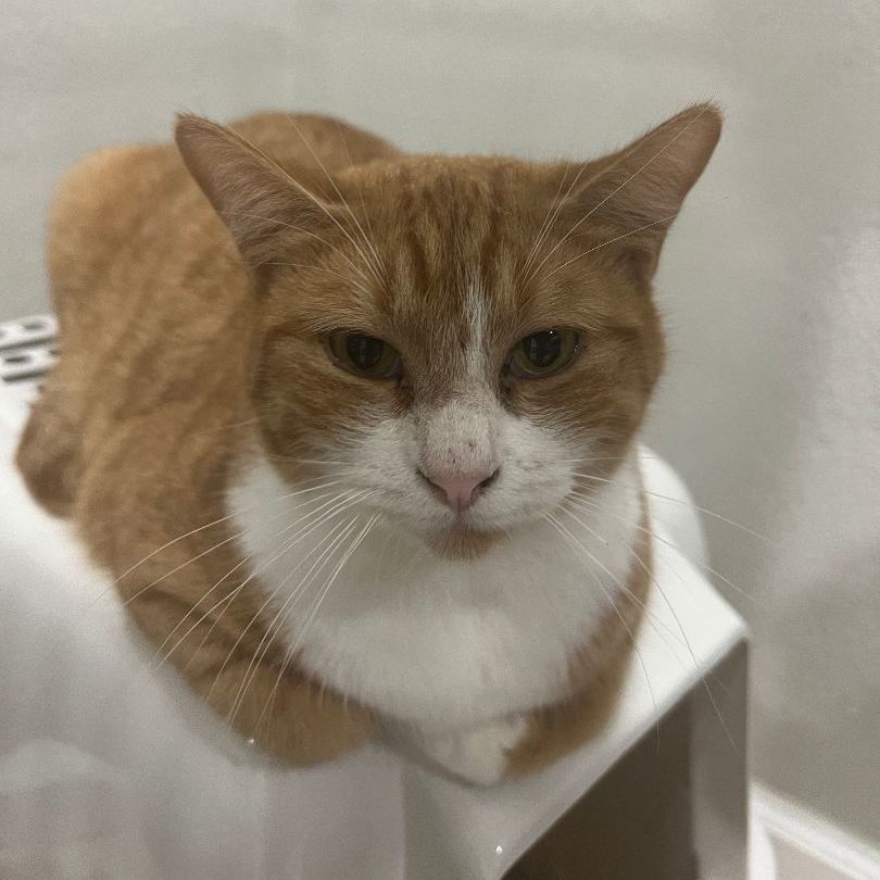 Enlarge Sol, a Adoptable Domestic Short Hair in Pembroke Pines, FL image 4/14