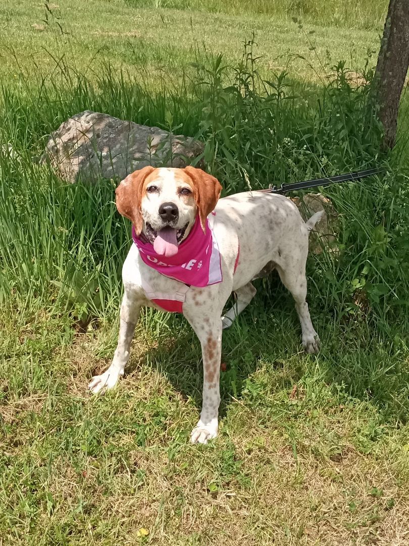 Enlarge Sweet Tayda, a Adoptable mixed breed in Stuarts Draft, VA image 1/6