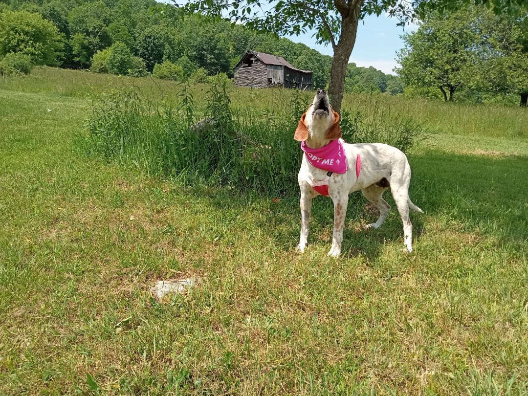 Enlarge Sweet Tayda, a Adoptable mixed breed in Stuarts Draft, VA image 2/6