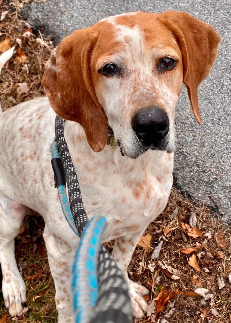 Enlarge Sweet Tayda, a Adoptable mixed breed in Stuarts Draft, VA image 3/6