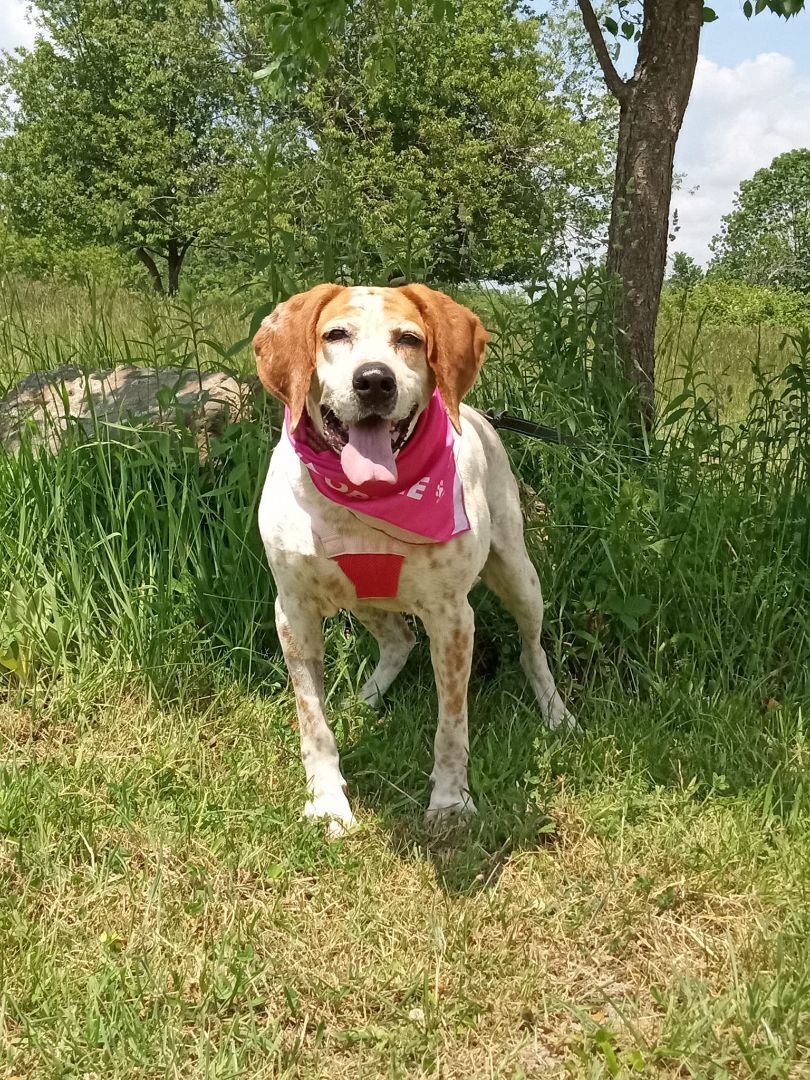 Enlarge Sweet Tayda, a Adoptable mixed breed in Stuarts Draft, VA image 4/6