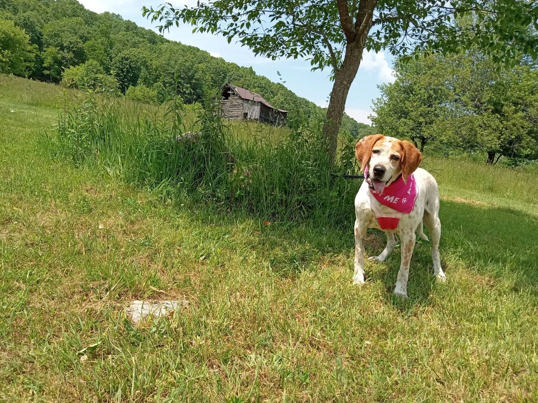 Enlarge Sweet Tayda, a Adoptable mixed breed in Stuarts Draft, VA image 5/6