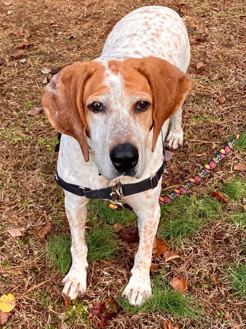 Enlarge Sweet Tayda, a Adoptable mixed breed in Stuarts Draft, VA image 6/6