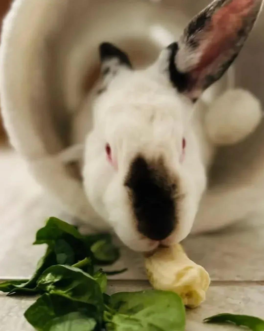 Enlarge Petunio, a Adoptable mixed breed in Sanford, NC image 5/6