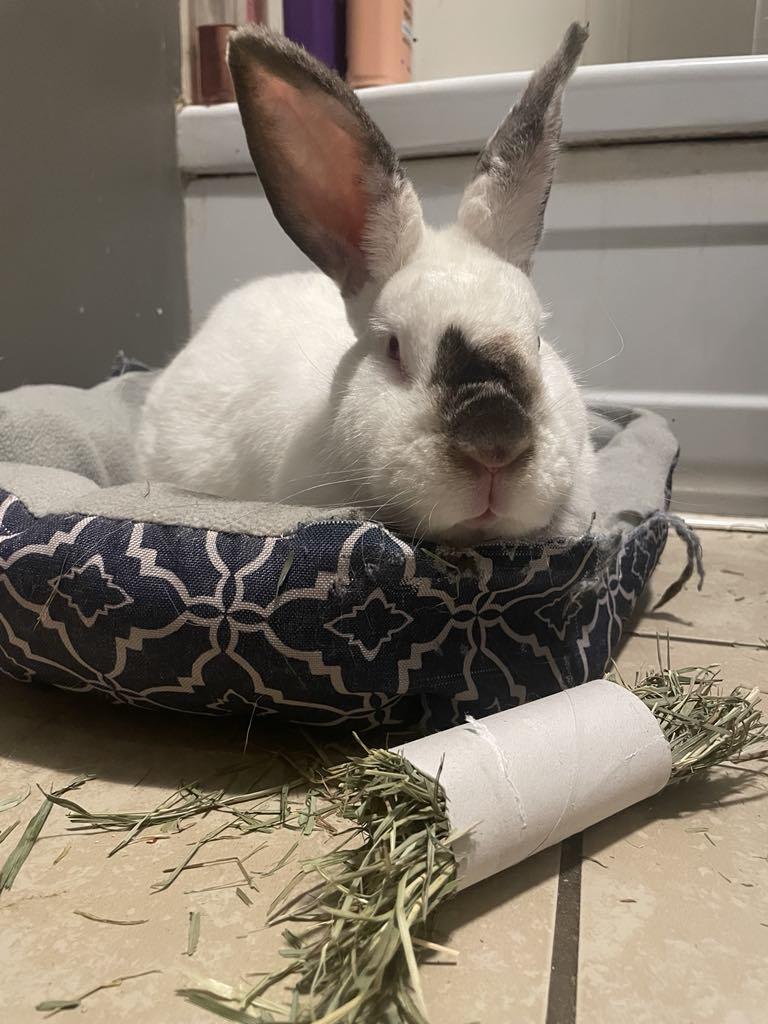 Petunio, Adoptable, Young Male Flemish Giant.