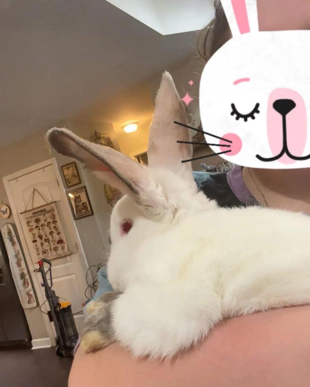 Enlarge Petunio, a Adoptable mixed breed in Sanford, NC image 6/6