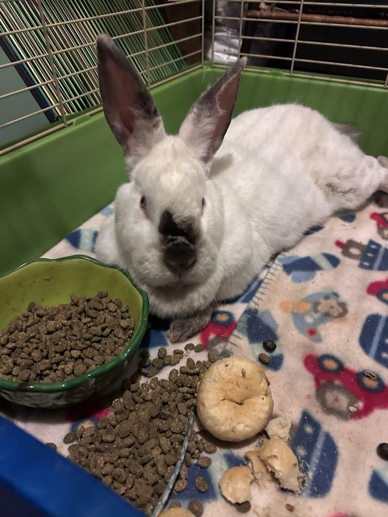 Enlarge Petunio, a Adoptable mixed breed in Sanford, NC image 3/6