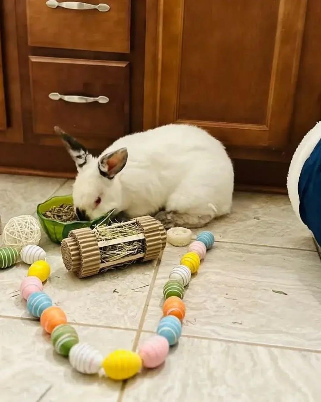Petunio, Adoptable, Young Male Flemish Giant.
