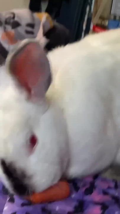 Enlarge Petunio, a Adoptable mixed breed in Sanford, NC video 4/6