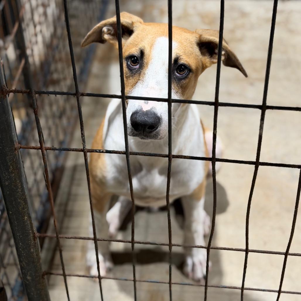 Manny, Adoptable, Young Male Terrier & Mixed Breed.