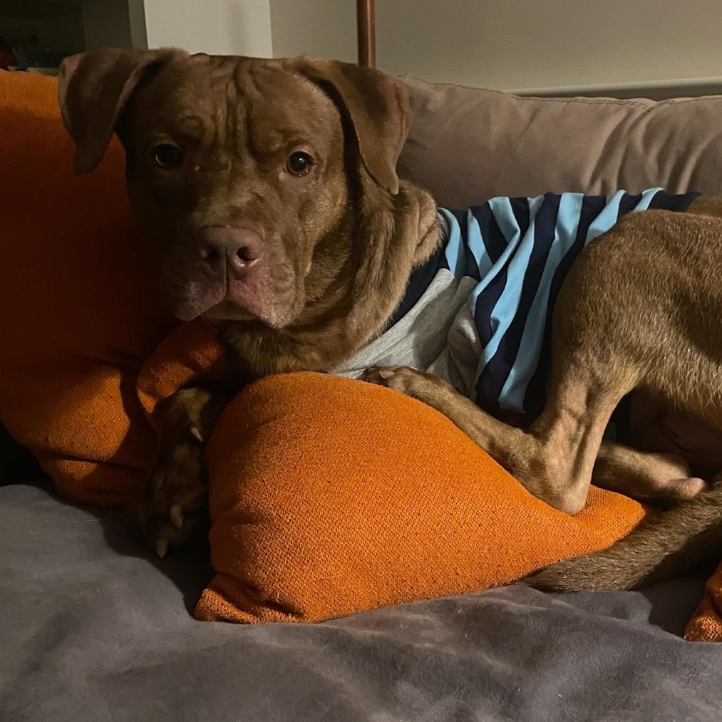 Hiccup, Adoptable, Adult Male Mixed Breed.
