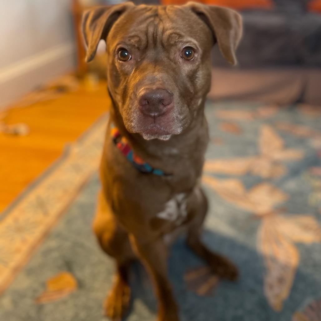 Hiccup, a Adoptable Mixed Breed in Manchester, CT image 2/6